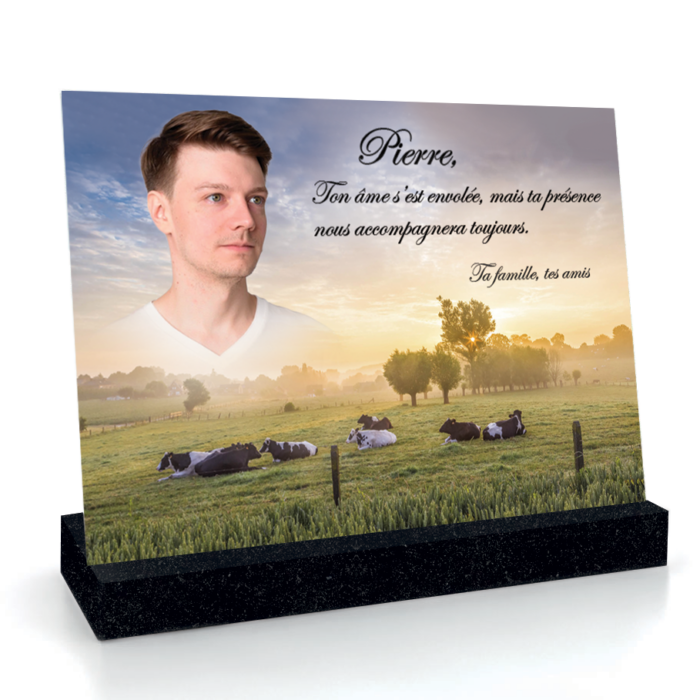 Vaches
